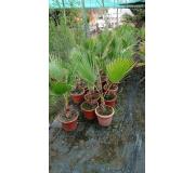 Palmera Washintonia macetero